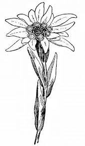 Risultati Immagini Per Stella Alpina Disegno Pirografo Fleurs De Montagne Edelweiss Tatouage Fleurs Des Alpes