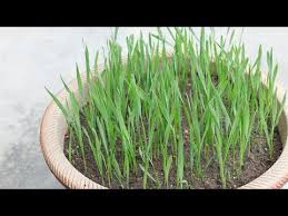 Hence drinking juice of wheatgrass should be preferred over other forms of wheatgrass. How To Grow Wheatgrass At Home In Soil Easily Youtube