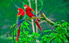 خلفيات شاشه جميله للكمبيوتر واللاب توب tecnologis beautiful bird wallpaper parrot wallpaper birds wallpaper hd
