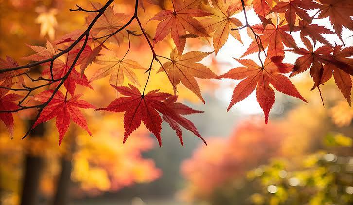 Mis deberes para el otoño - Alfa y Omega