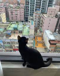 很喜歡看窗景的露娜 cat black blackcat 貓 黑貓 可愛 luna 浪貓收編 小可愛 貓奴 寵物 pet cute 猫 ねこ ネコ かわいい petitejoys 黑貓露娜
