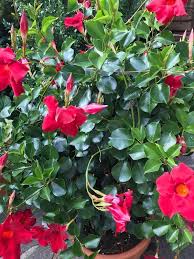 Посмотрите твиты по теме «#gartenblumen» в твиттере. 900 Gartenblumen Ideen In 2021 Gartenblumen Garten Blumen