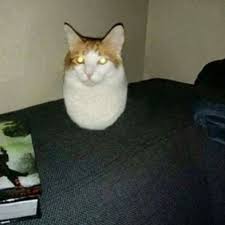Cursed Cat Images Cursedcatimages Twitter Read cats from the story cursed images by armiewarmie (urmom.com) with 48 reads. cursed cat images cursedcatimages