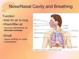 It is richly supplied with blood vessels. Head Neck Ii Throat Pharynx Ppt Video Online Download