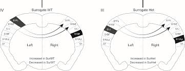 Lau, wong & yeo usually takes a day to process candidates. Https Www Biorxiv Org Content 10 1101 787267v1 Full Pdf