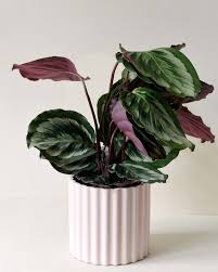 Image result for calathea
