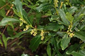 Image result for Euclea