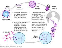 Then the real adverse events will happen, against whatever is the real mrna in the vaccines, and when the person vaccinated comes across (this coronavirus) sometime later …. Covid 19 Mrna Vaccines Orleans Community Health