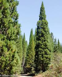Image result for Calocedrus decurrens