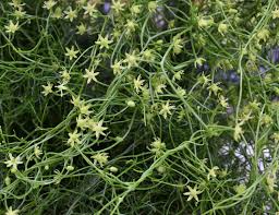 Image result for Wajira grahamiana