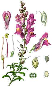 Image result for Antirrhinum