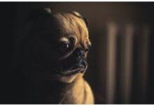 After the liqueur that's dark brown in color and can be chosen because of the color of the pet's fur or simply because the name feels good sliding from the tongue as it does down ones throat. 160 Cute Unique Girl Dog Names Starting With K Female Dog Names