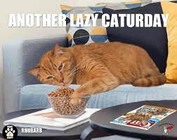 The best saturday funny images. Uzivatel Fearlesskittyrescue Na Twitteru Caturday Meme This Is Rhubarb An Awesome Cat Who Doesn T Shy Away From Taking Some Time To Chillax The Only Thing That Will Make Rhubarb S Caturday Even
