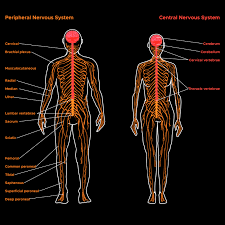 Image result for Peripheral Nervous System
