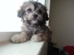 Find out with pics and reviews by veterinarians. Havamalt Male Puppy For Sale Havanese Maltese Mix 10 Weeks Old For Sale In Davis California Classified Americanlisted Com