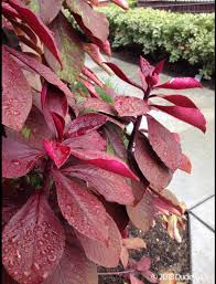 Image result for Synadenium cupulare