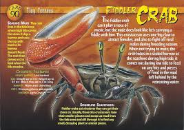 The gold fiddler crab is the most common fiddler crab found in pet stores. Fiddler Crab Weird N Wild Creatures Wiki Fandom