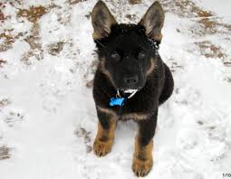 Get a boxer, husky, german we have beautiful german shepherd puppies ready for their forever homes on march 19. Kreative Kennels Customer Reviews German Shepherd Puppies For Sale Personal Protection Dogs For Sale Police Dogs For Sale German Shepherds For Sale
