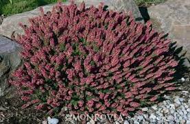 Maxwell S Cornish Heath Monrovia Maxwell S Cornish Heath Monrovia Plants Plants Plant Catalogs