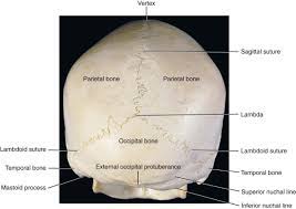 In radiology, the 'head and neck' refers to all the anatomical structures in this region excluding the central nervous system, that is, the brain and spinal co. The Neurocranium Pocket Dentistry