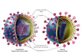 Pin On Anatomy Medicine Com