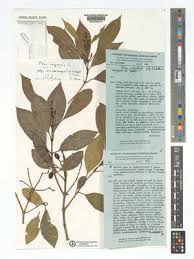 Image result for Macledium poggei