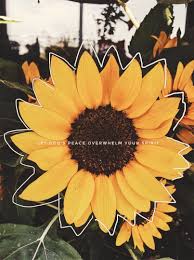 Maybe you would like to learn more about one of these? Pin By Rylie Johnson On Scripture Motivation Sunflower Wallpaper Yellow Aesthetic Aesthetic Wallpapers