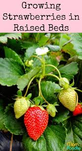 Growing Strawberries In Raised Beds For A Bountiful Harvest Growing Strawberries Indoors Strawberry Garden Strawberry Plants