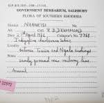 Image result for Indigofera soutpansbergensis