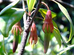 Image result for Bruguiera