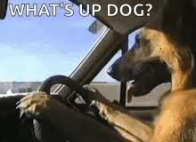 I Have No Idea What Im Doing Meme Gifs Tenor