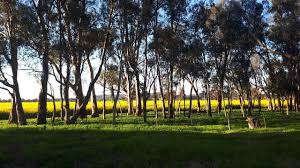 It is host to the sidney myer fund australian ceramic award (smfaca) and the indigenous ceramic art award. Shepparton Art Museum 2021 All You Need To Know Before You Go With Photos Tripadvisor