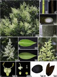 Image result for Ligustrum lucidum