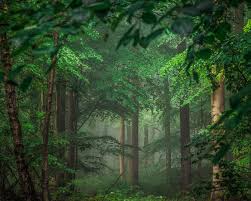 Green forest and water stream with mossy stones. Wallpaper Germany Trees Forest Green Leaves Fog 3840x2160 Uhd 4k Picture Image