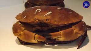 Autor las recetas fáciles de maría. Buey De Mar Como Cocer Abrir Y Preparar Marisco Tonio Cocina