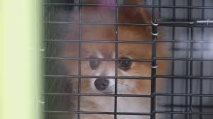 At home euthanasia and hospice care for pets, dog, cats, rabbits, reptiles, birds, exotics offered in san antonio, boerne, bulverde, and the greater san antonio area. San Antonio Pet Stores Could Soon Be Banned From Selling Animals Sourced From Breeders Kens5 Com