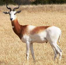 Antlers Vs Horns Big Animals Animals Wild African Animals