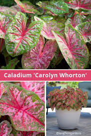 This High Performing Extra Fancy Caladium Grows Is Happy Growing In Full Shade Part Shade Or Full Sun Carolyn Whorton S D Caladium Flower Patch Shade Plants