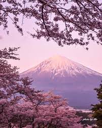 cherry blossom and mt fuji japan 桜 cherryblossom 桜の壁紙 風景の壁紙 美しい風景