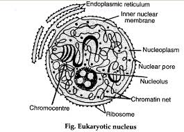 Jul 04, 2020 · animal cell diagram. Describe The Structure Of Nucleus And Centrosome With The Help Of Labelled Diagram Cbse Class 11 Biology Learn Cbse Forum