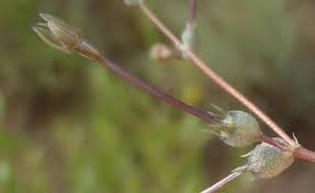 Image result for Oldenlandia herbacea