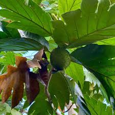 Image result for Artocarpus altilis