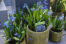 Image result for Scilla