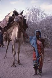 But how much does a camel cost? 41 Africa Ideas In 2021 Africa Somalia Somali