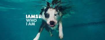Most epic dog food commercial evar. Iams Posts Facebook