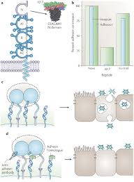 Image result for Neisseriaceae