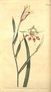 Image result for Gladiolus brachyphyllus
