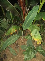 Image result for Musa ornata