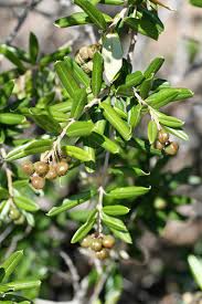 Image result for Ozoroa kassneri