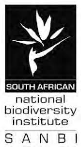 Image result for Brachycorythis rhodostachys